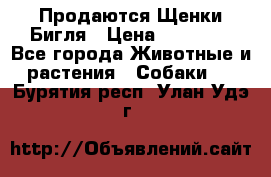 Продаются Щенки Бигля › Цена ­ 35 000 - Все города Животные и растения » Собаки   . Бурятия респ.,Улан-Удэ г.